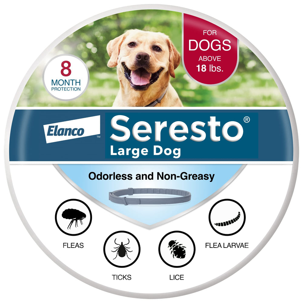 Seresto large dog collar on the neck with secure fit and long-lasting protection.