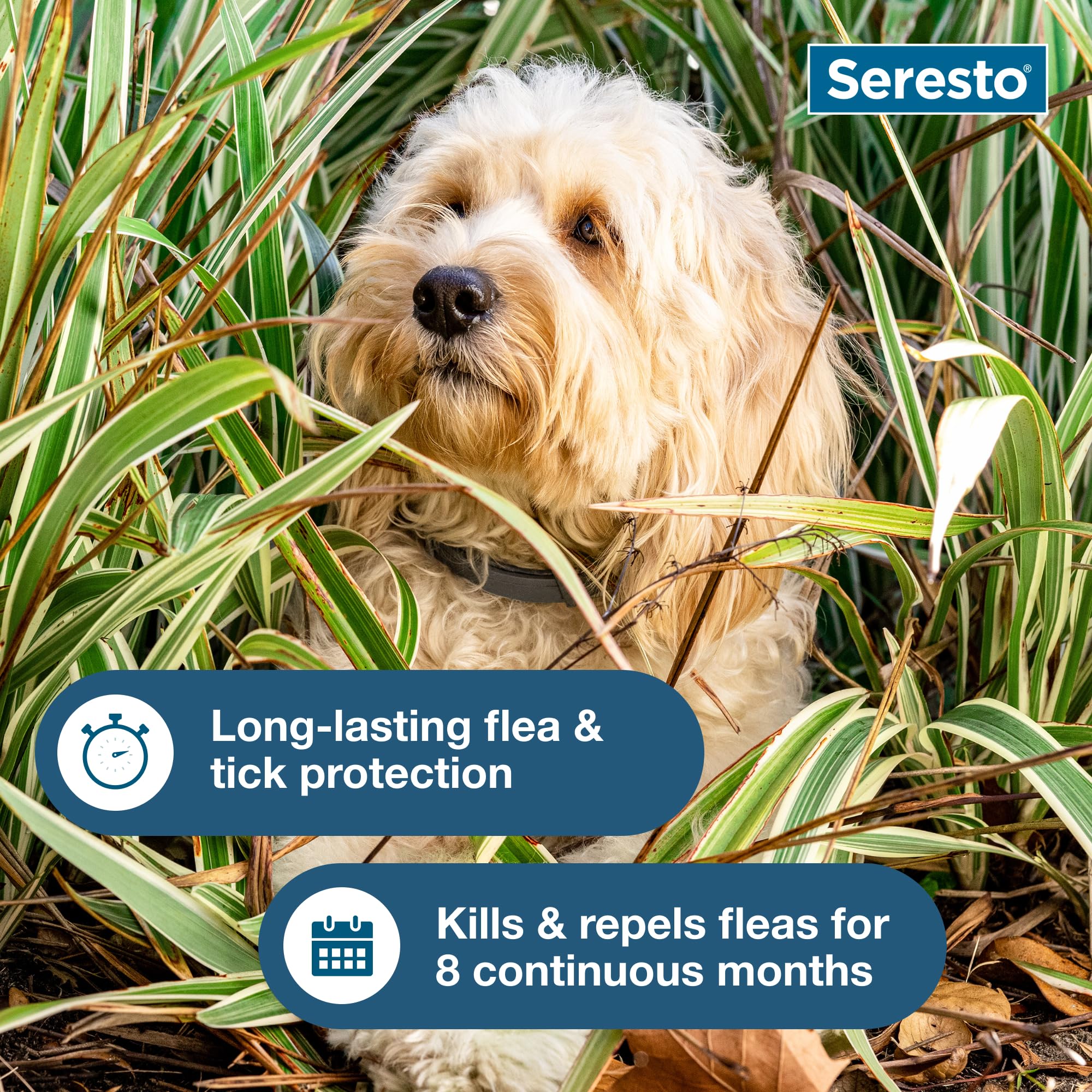 Seresto small dog collar resistance to shampooing for long-lasting protection