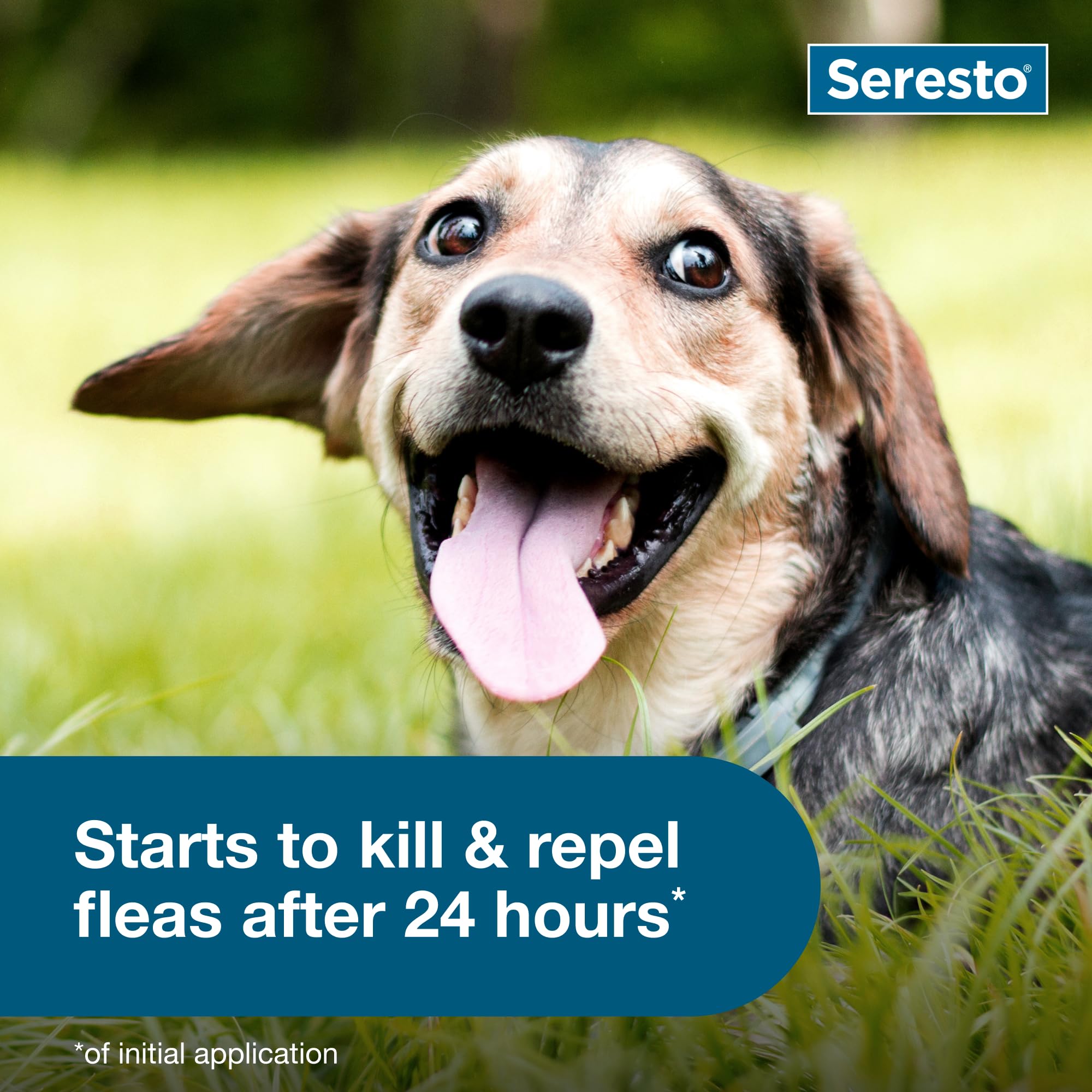 Seresto small dog collar in wet conditions demonstrating waterproof durability
