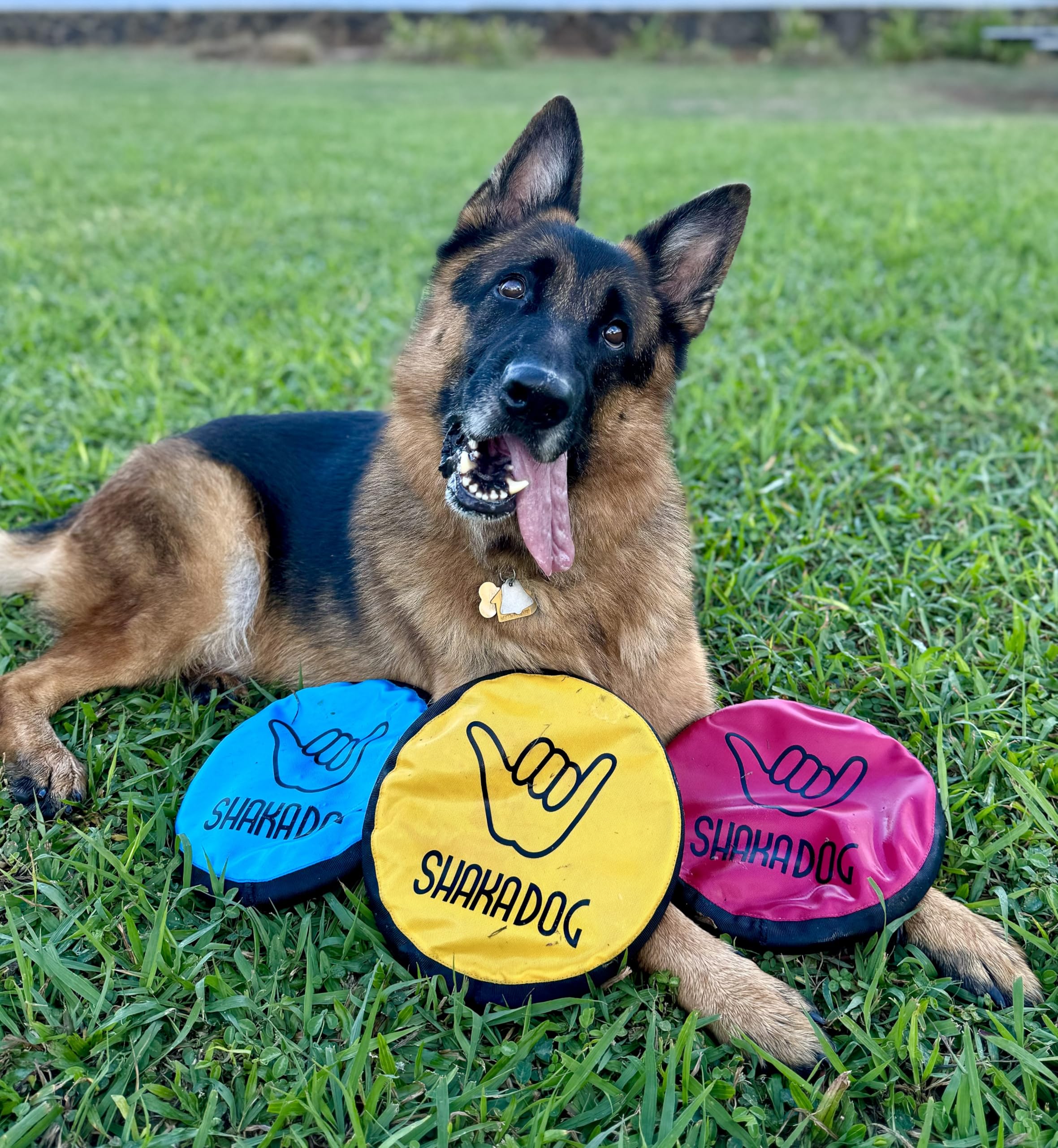 Shaka ZippyToss bright colors help locate the disc quickly outdoors.