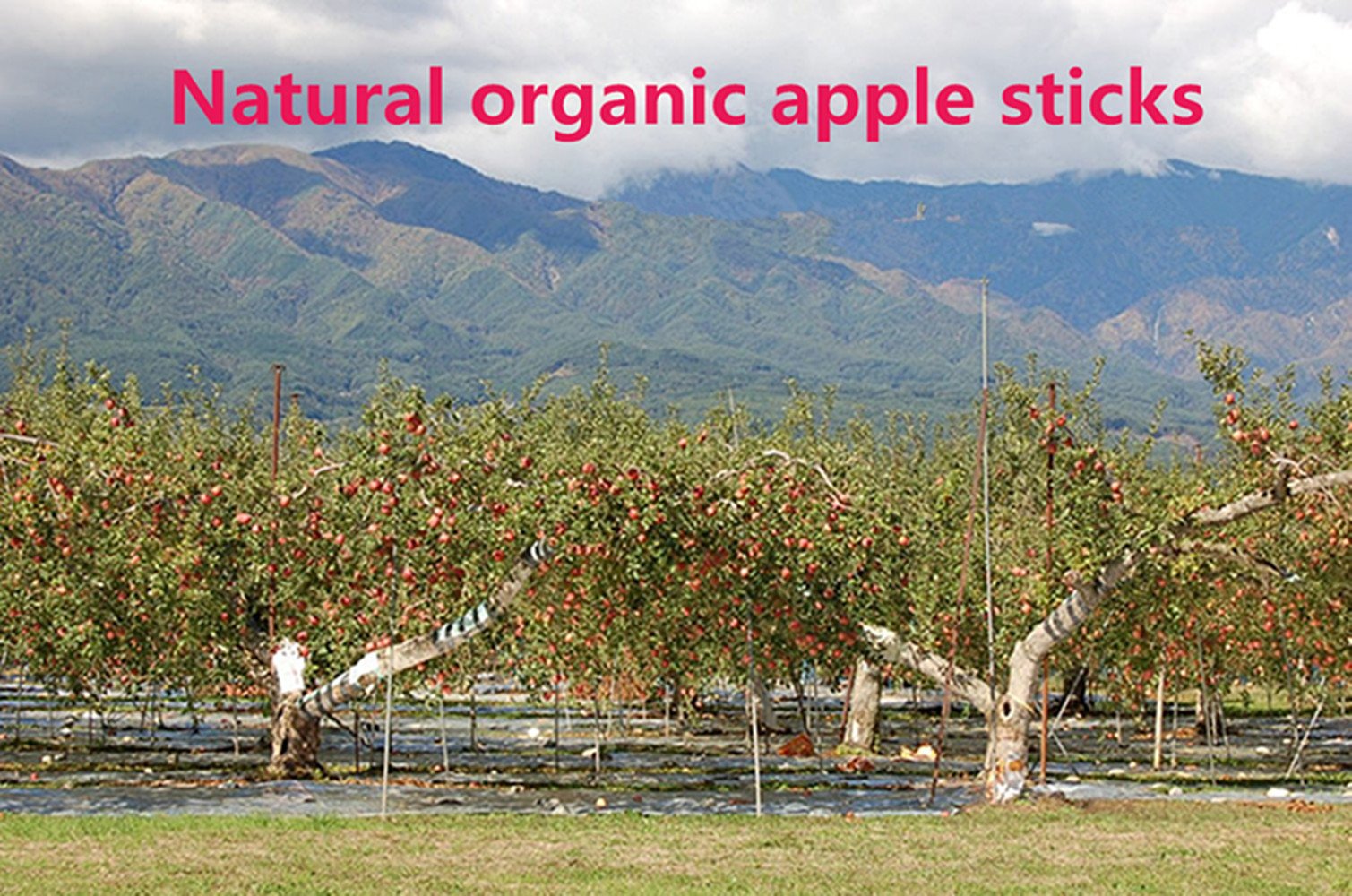 Dry, handmade, and easy to store, keeping ingredients simple and safe.