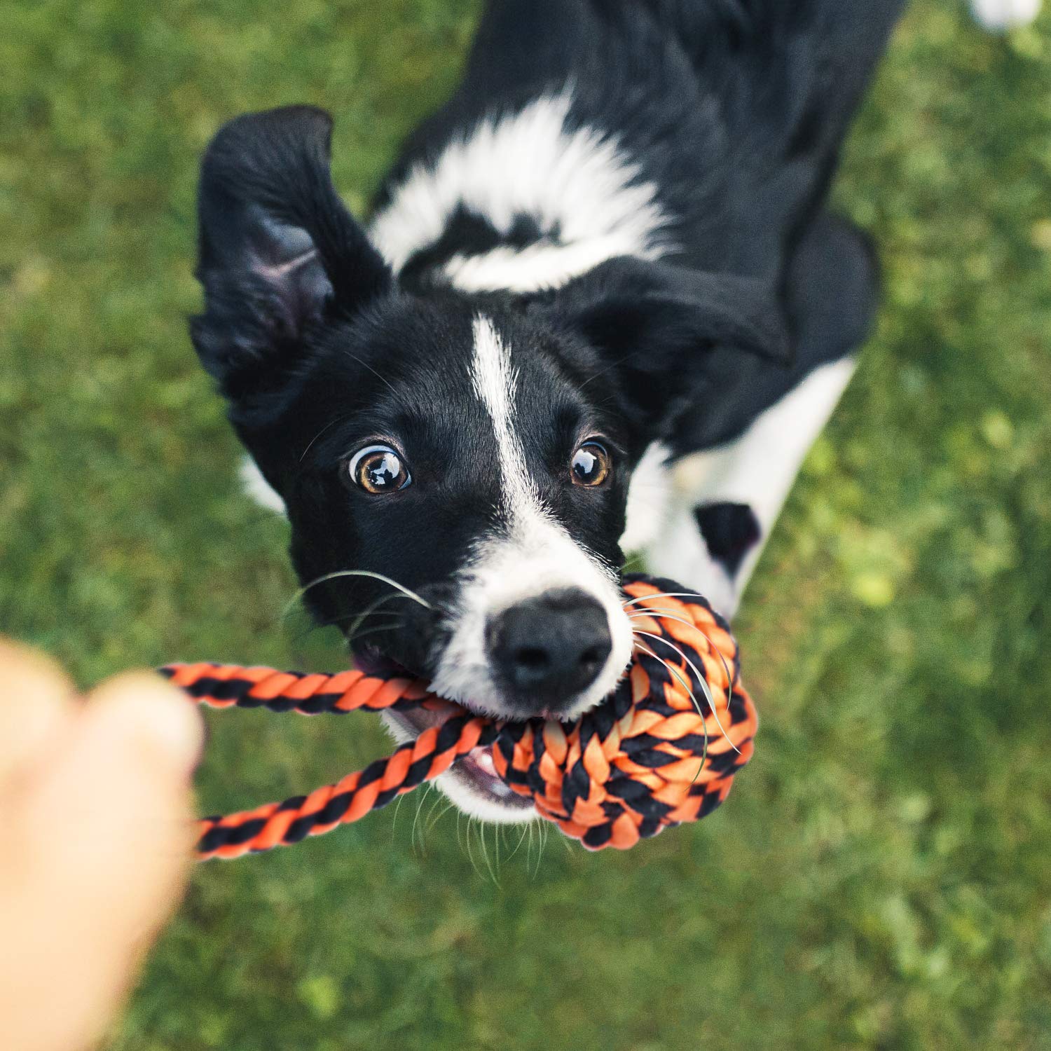 SHARLOVY interactive dog toy set helps reduce boredom and promote activity