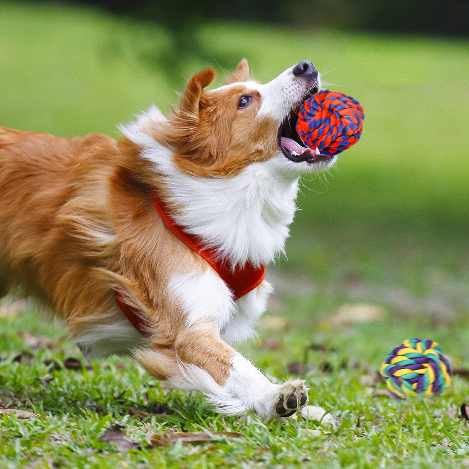 SHARLOVY safe cotton rope for dogs, designed for dental-friendly play