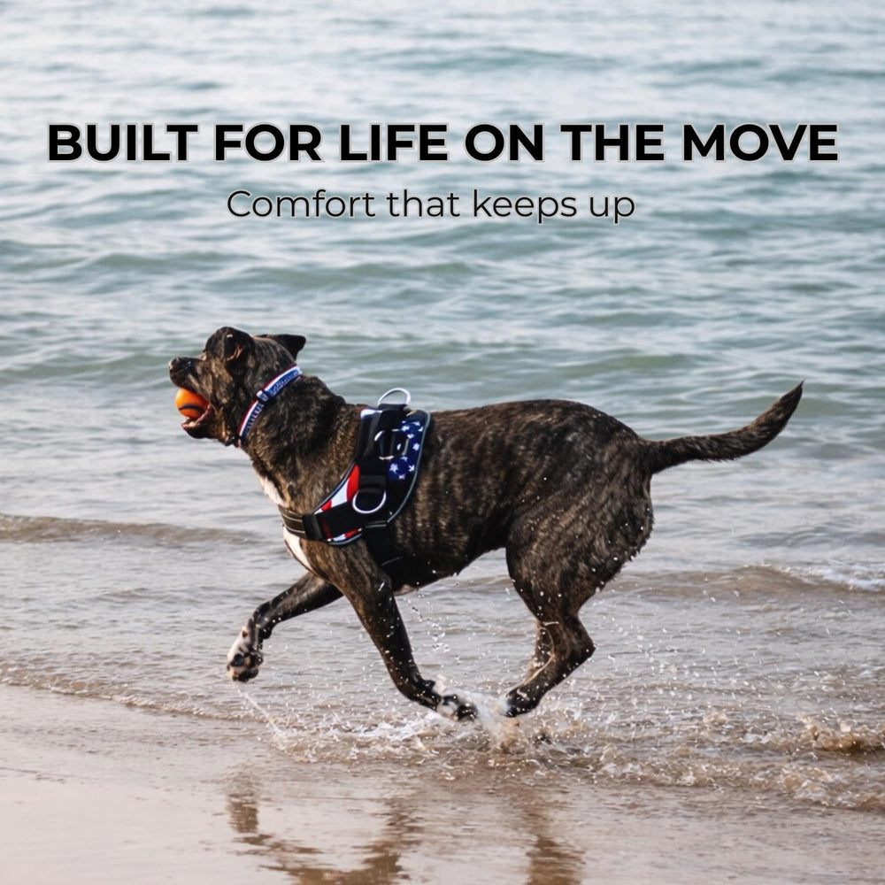 ShawnCo Essential Dog Harness Stars-Stripes durable nylon construction for daily use