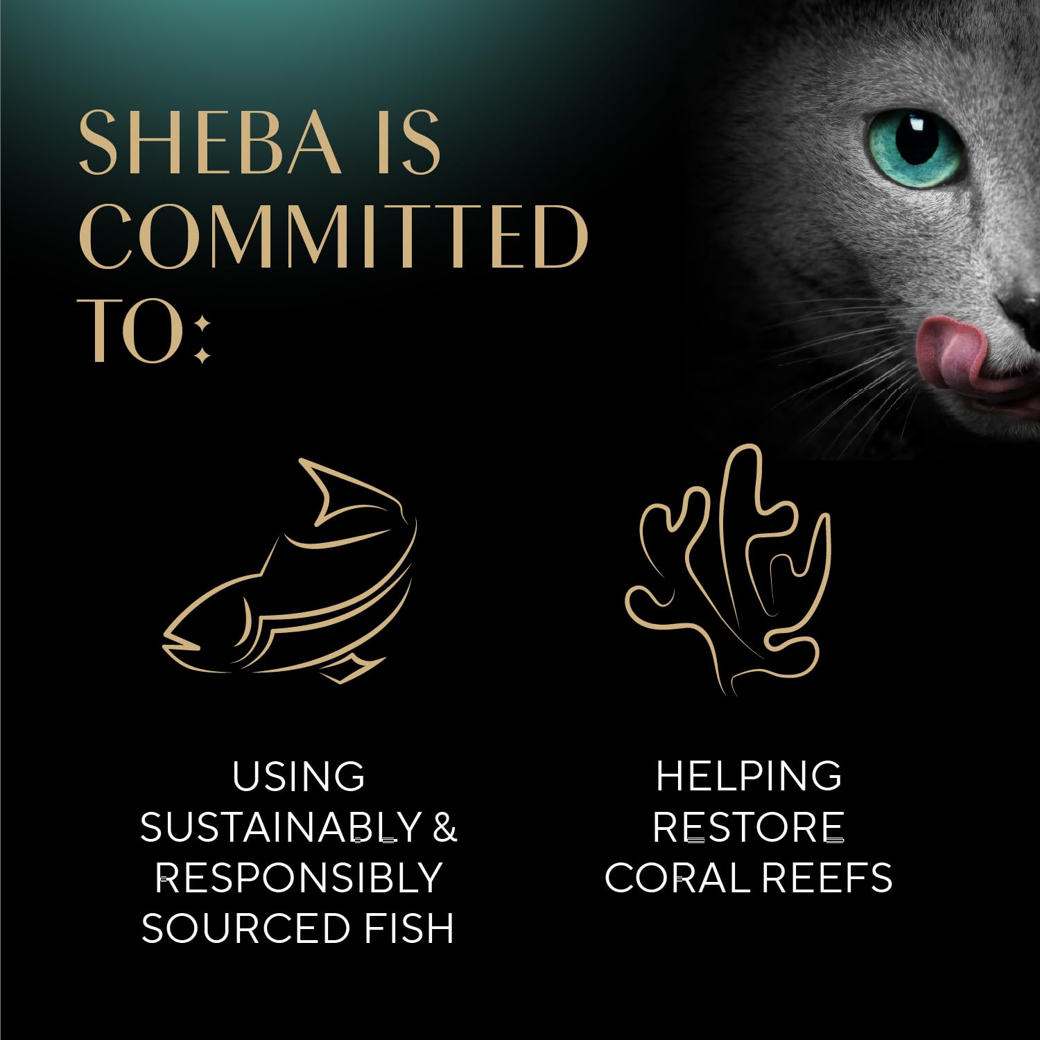 Aromas from Sheba Selections Filets in Broth close-up.