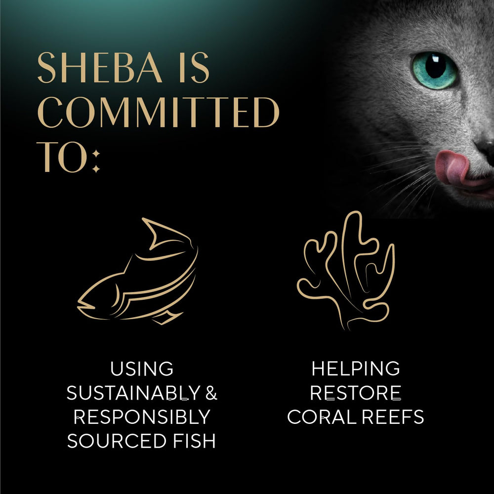 No artificial flavors and grain-free formula in Sheba Selections Filets in Broth