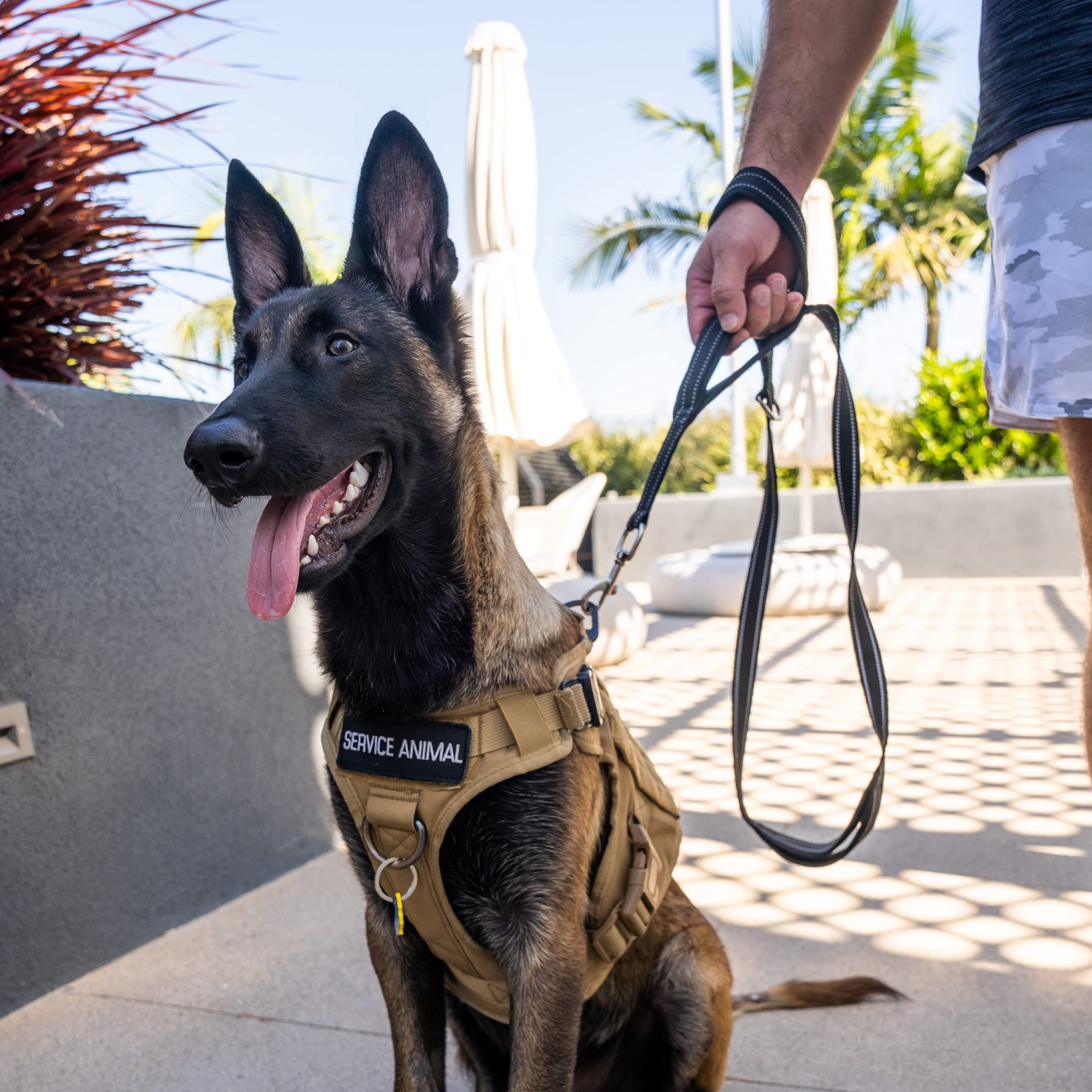Shed Defender leash suitable for large and small dogs alike.