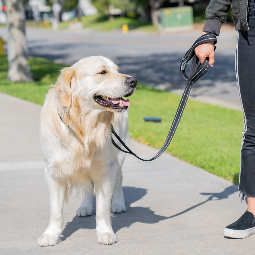 Shed Defender heavy-duty dual-layer leash built for durability across breeds.