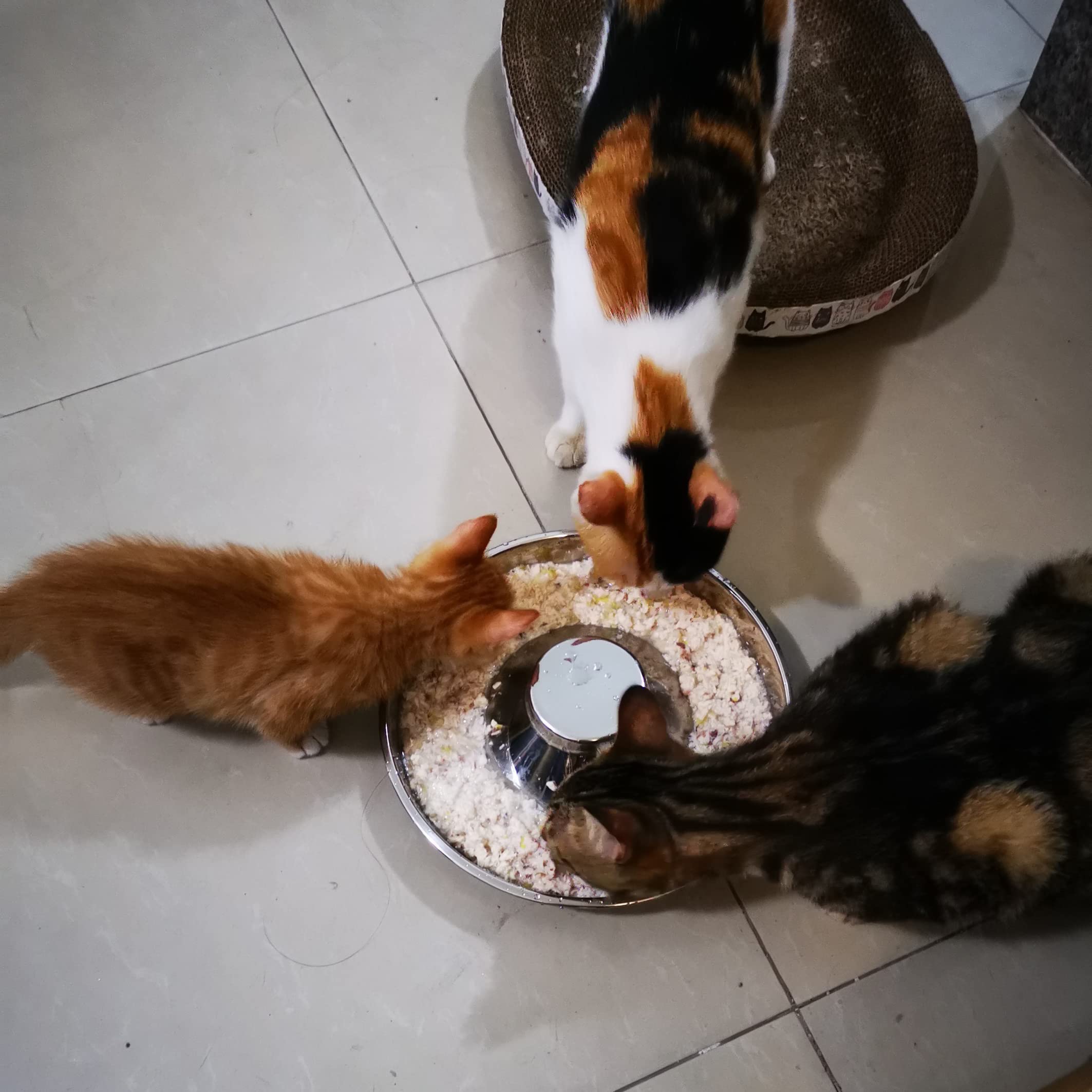 Sheldamy gift-ready pet bowls ideal for birthdays or holidays.