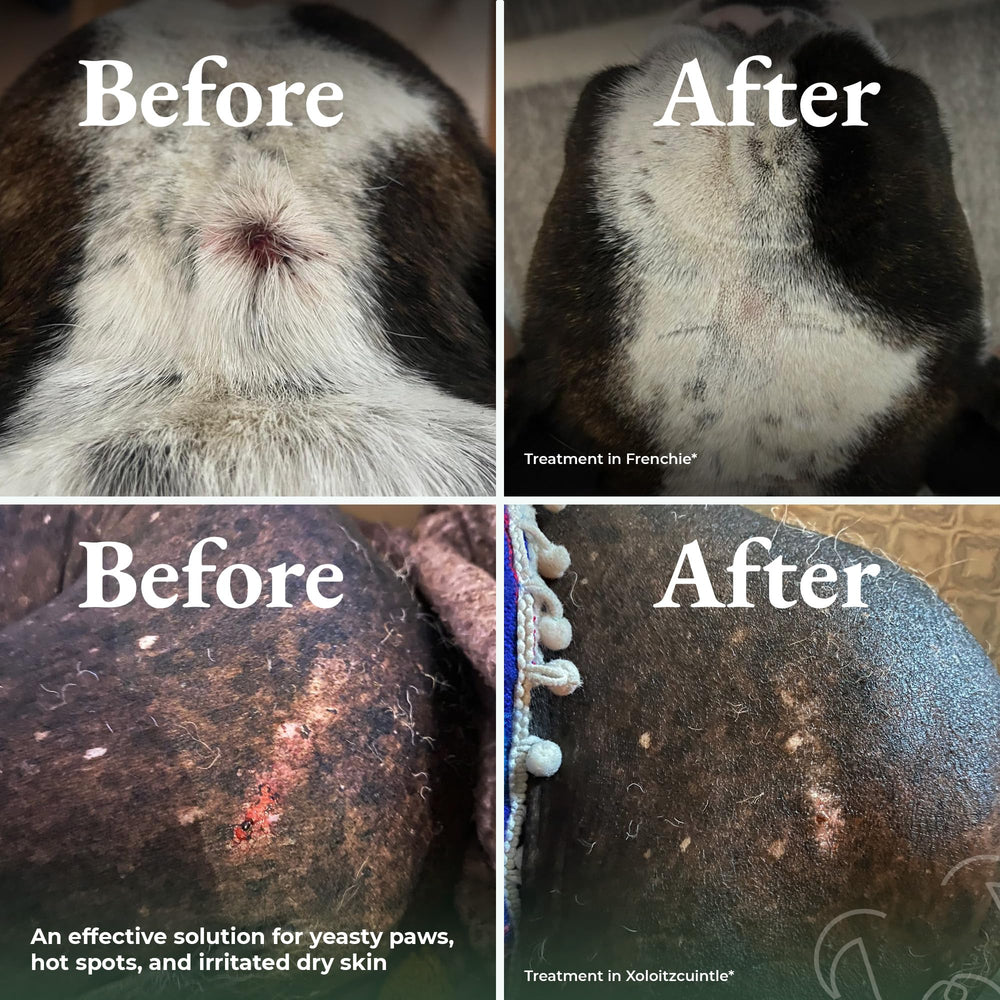 ShelterBaby dry shampoo for dogs dry-patches targets irritated areas after use.