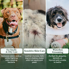 ShelterBaby dry shampoo for dogs massage-application distributes powder gently for comfort.