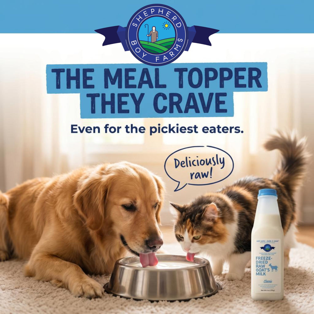 Shepherd Boy Farms cat topper on wet food for meals.