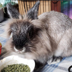 Sherwood Baby Rabbit Food 4.5 lb pack visual offers convenient daily rabbit feeding.