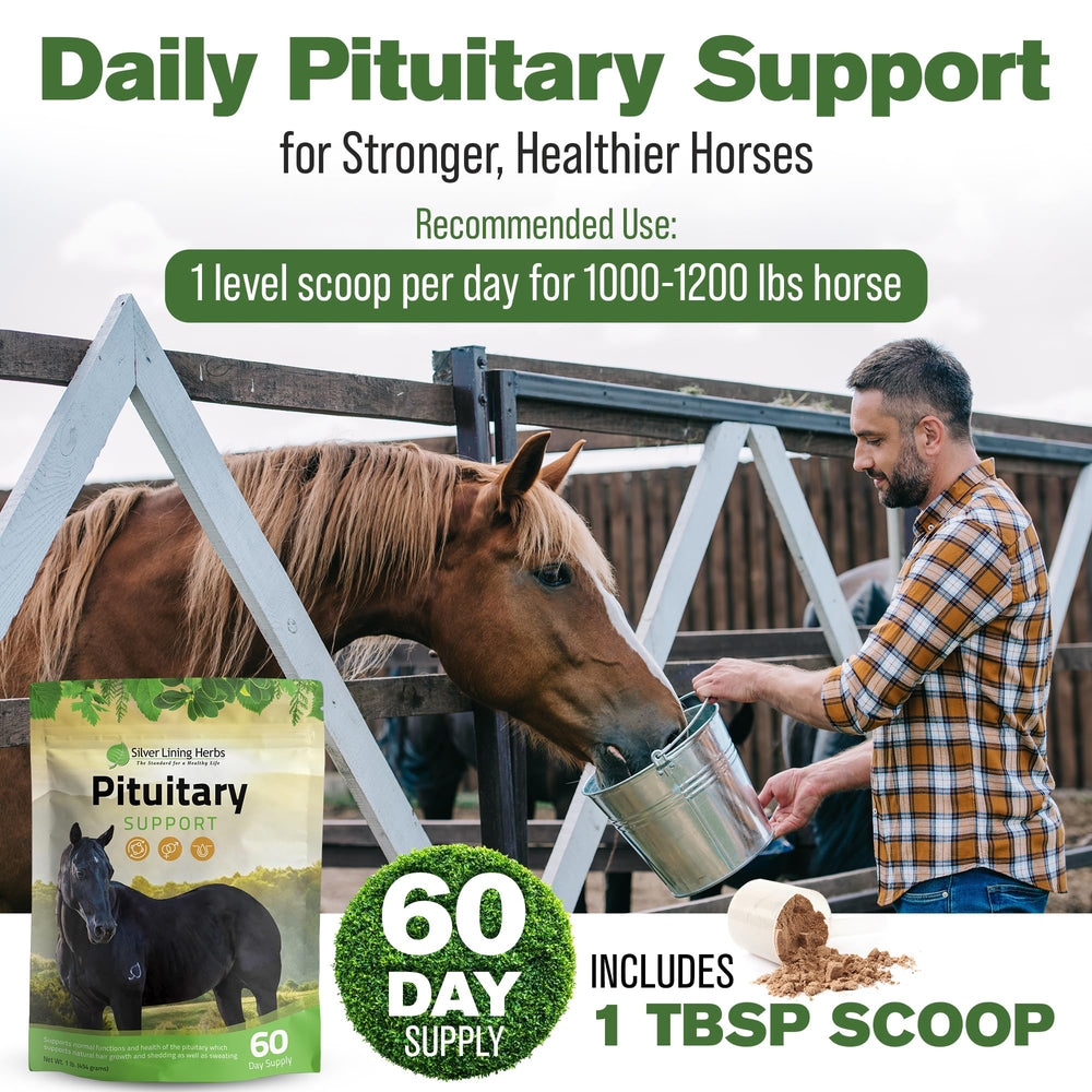Horse enjoying fortified feed with Silver Lining Herbs for seasonal shedding comfort