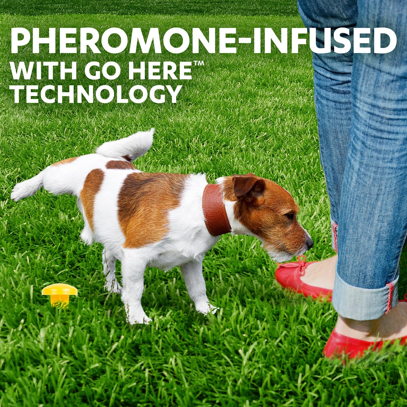 Simple Solution Pee Post installation in your yard makes potty training easier.