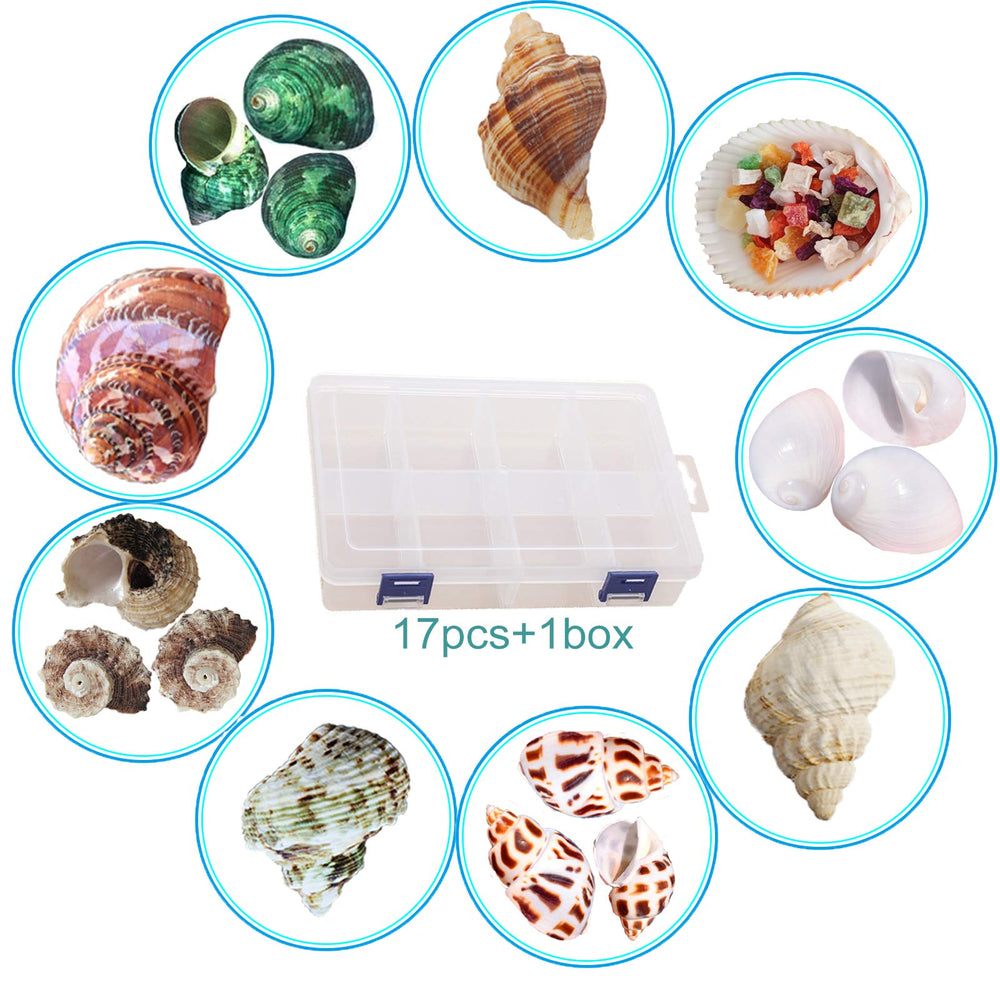 SINKOO hermit crab shells nine types variety for size-adaptable housing