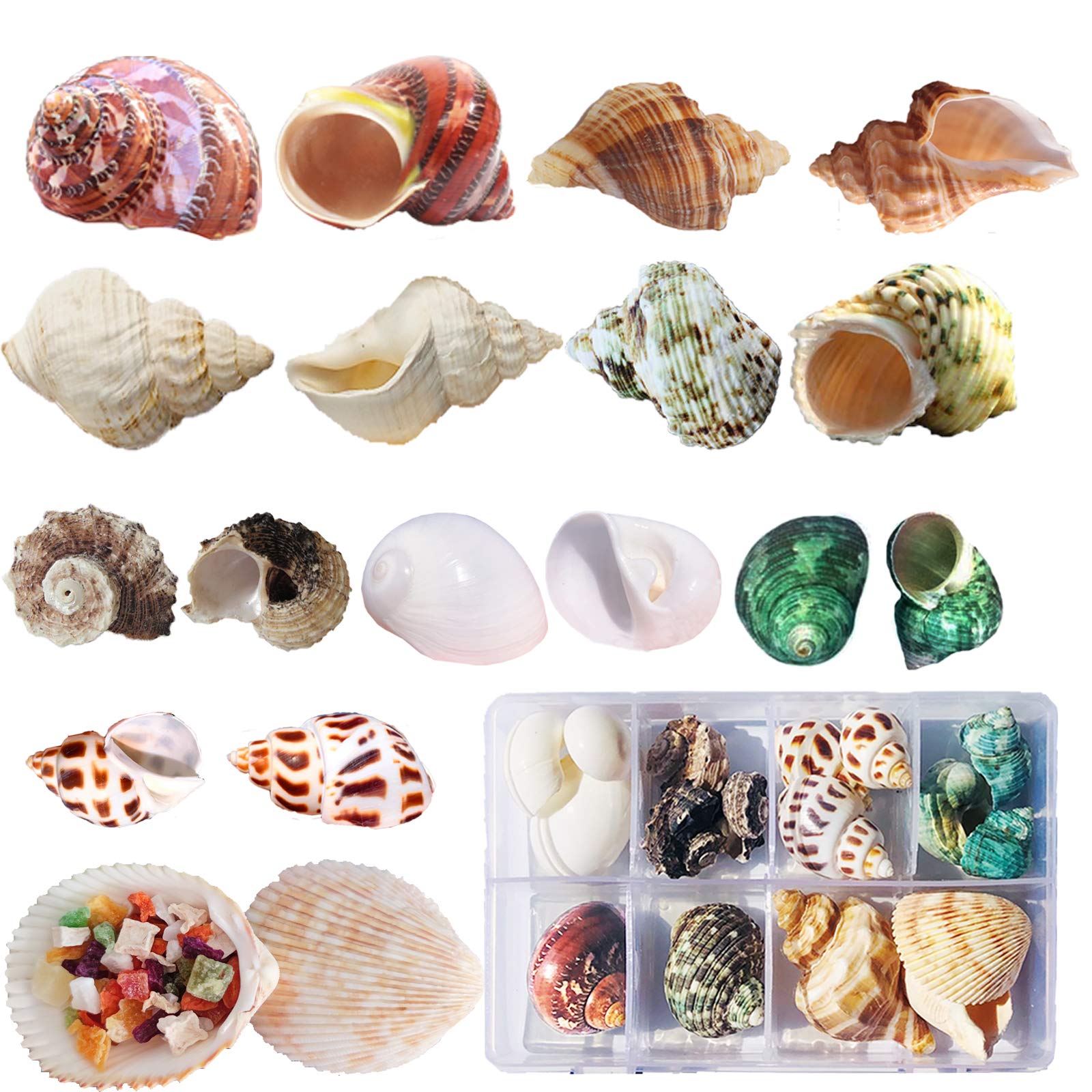 SINKOO hermit crab shells with opening range 0.6-1.6 inches for growing crabs