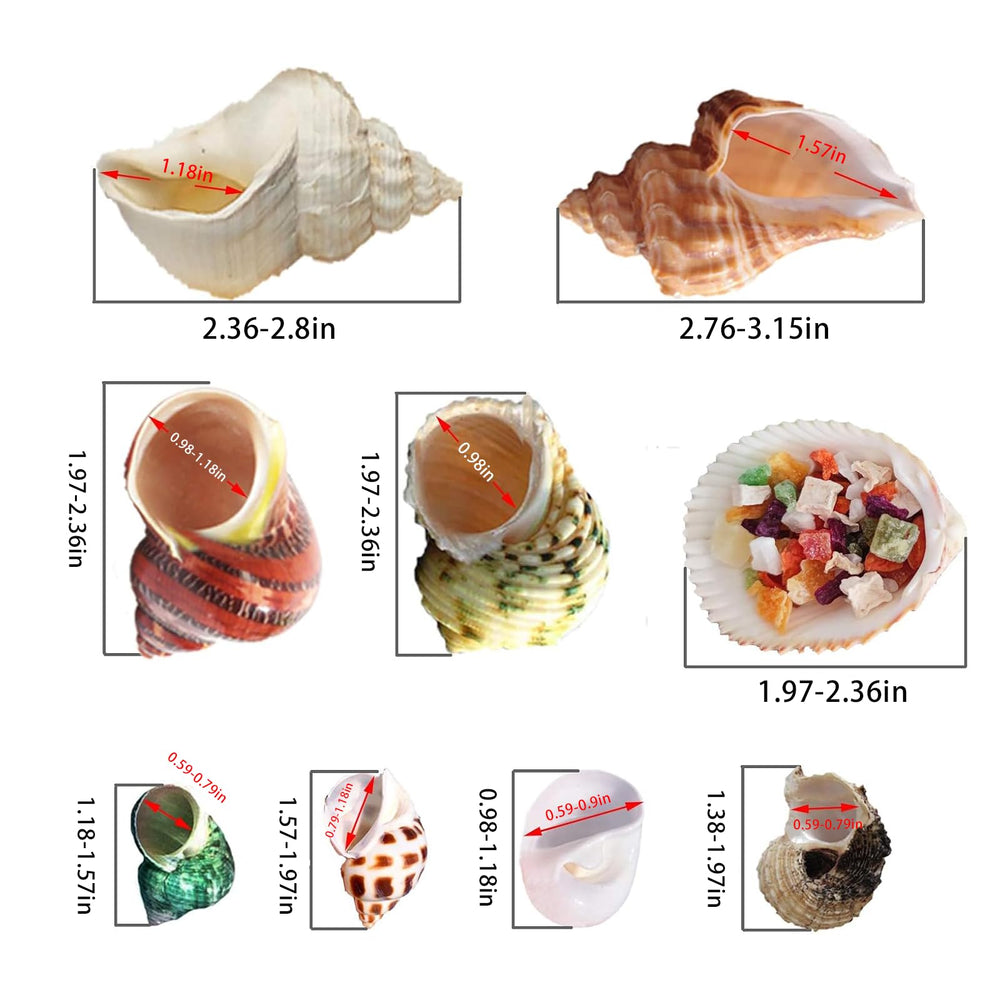SINKOO hermit crab shells packaged in a box for safe gifting