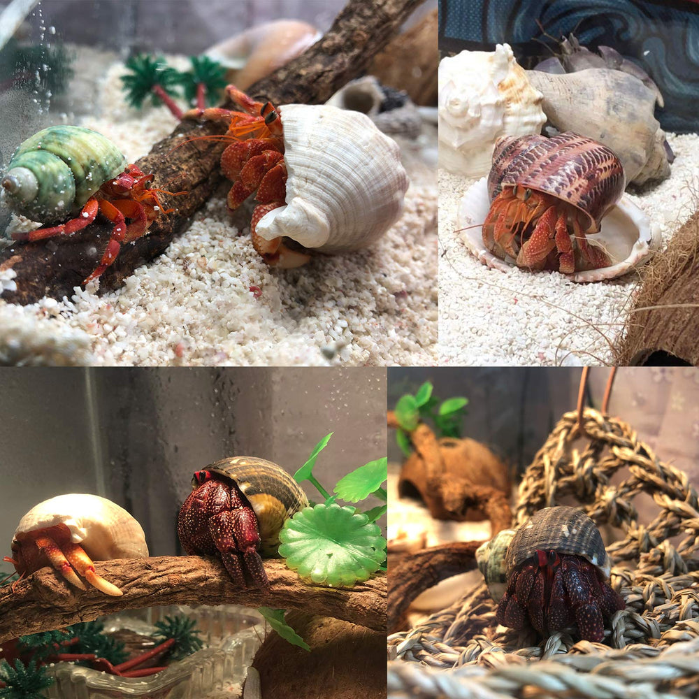 SINKOO shells used as tank decor and collection for hermit crabs