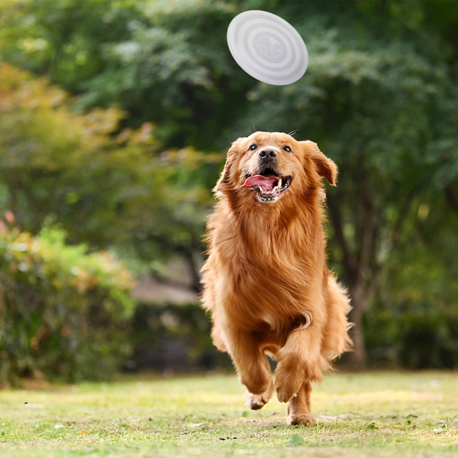 SLSON small 12oz bowl ideal for small pets on the go.