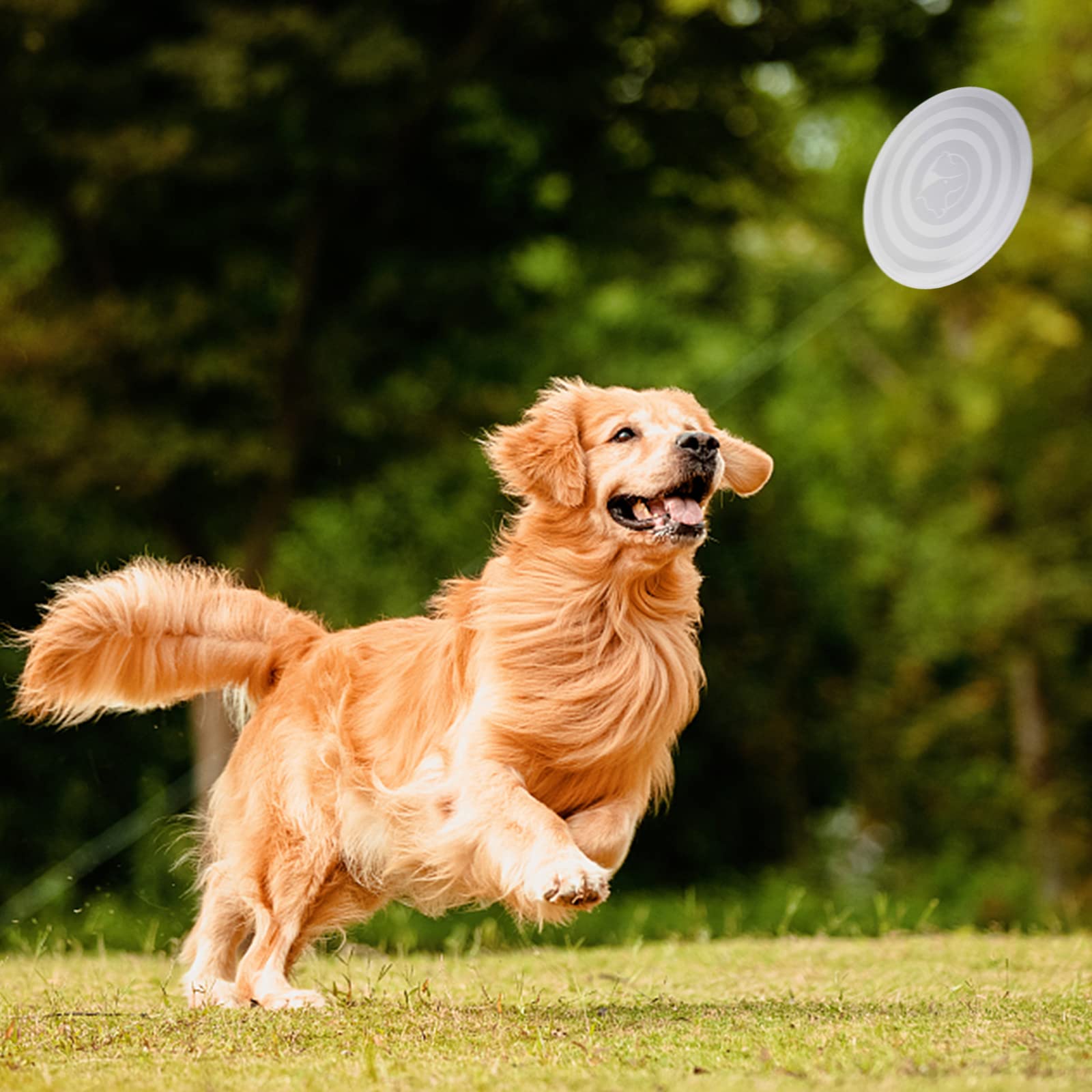 SLSON travel dog bowl for water or food on hikes and adventures.