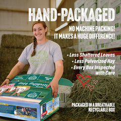 Small Pet Select 3rd Cutting Timothy Hay leafy bundle ready for nibbling.