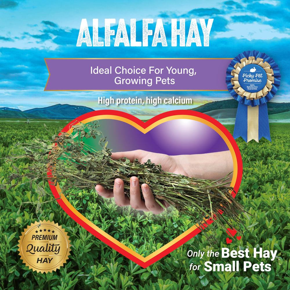 Small Pet Select alfalfa hay dust-minimized packaging for sensitive households.