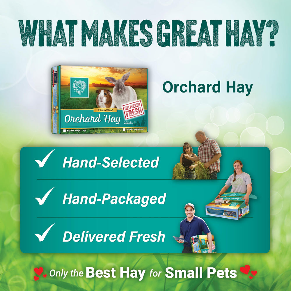 Small Pet Select Orchard Grass Hay close-up shows vibrant green, low-dust texture.