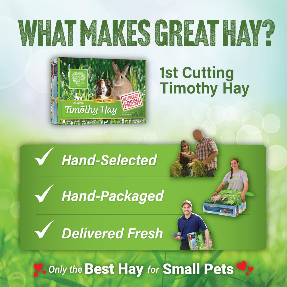 Small Pet Select pet enjoys 1st-cut Timothy hay during mealtime.