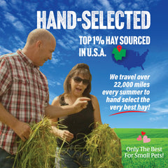 Small Pet Select Third Cut Timothy Hay Leafier; rich aroma supports regular nibbling.