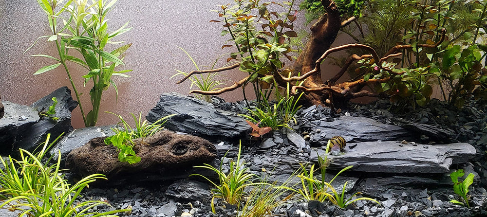 Small World Slate & Stone paludarium water features enhance realism and texture