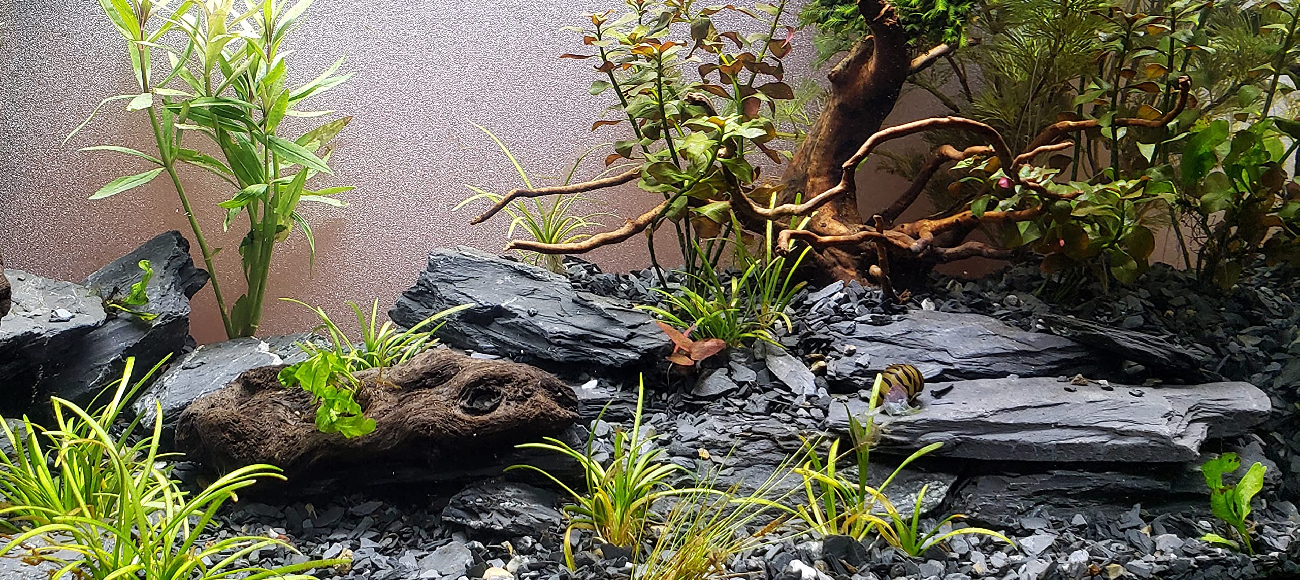 Slate stones arranged as aquarium cliffs to create caves and ledges.