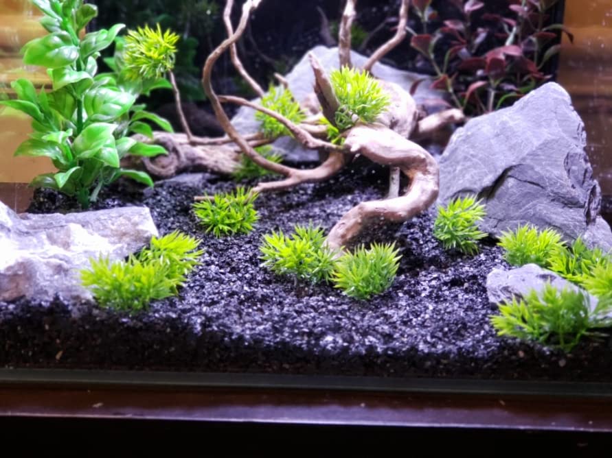 Slate rocks provide heat-retaining surfaces for reptiles and plants.