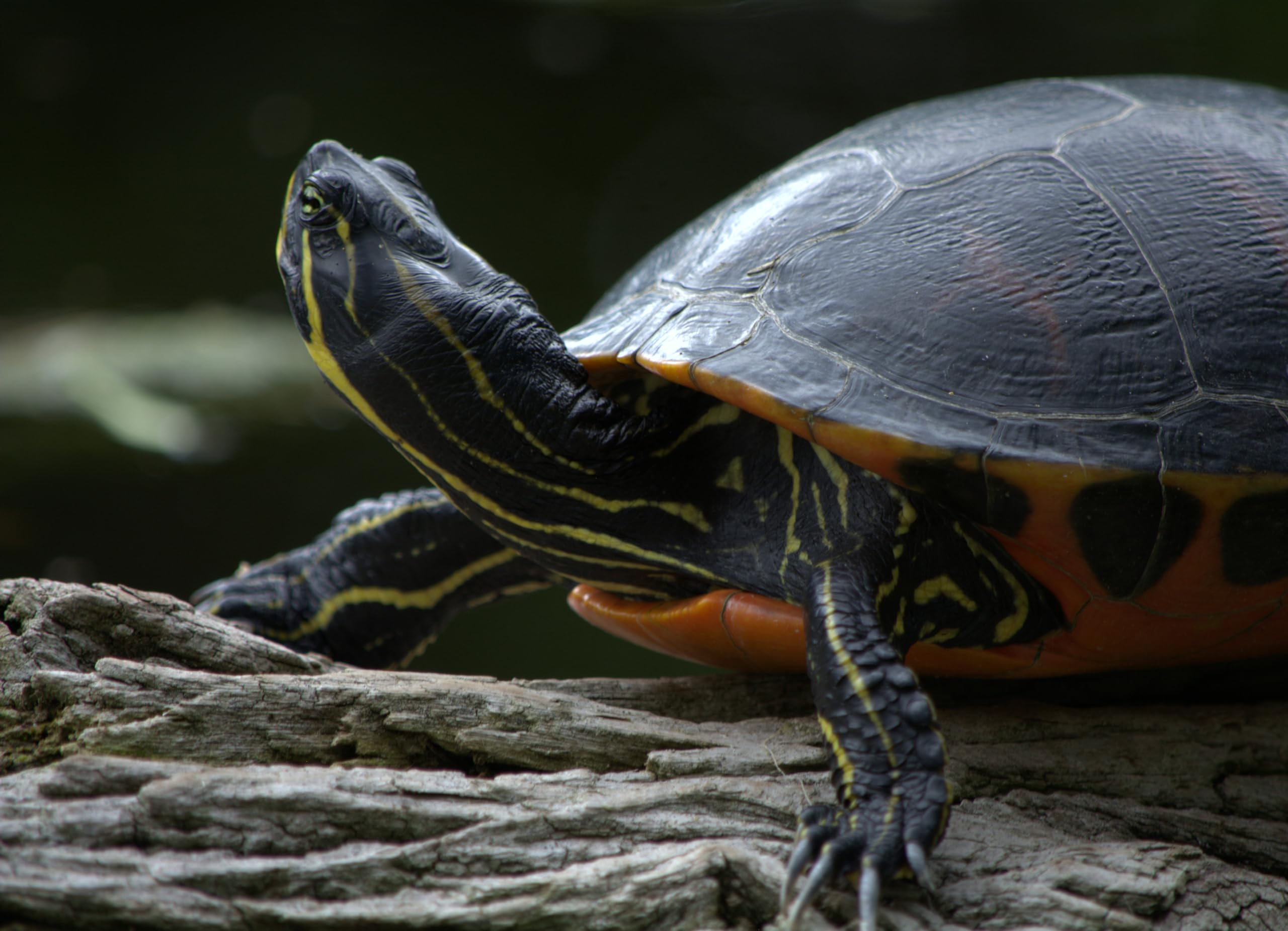 Slate stones from Small World that retain heat for reptiles
