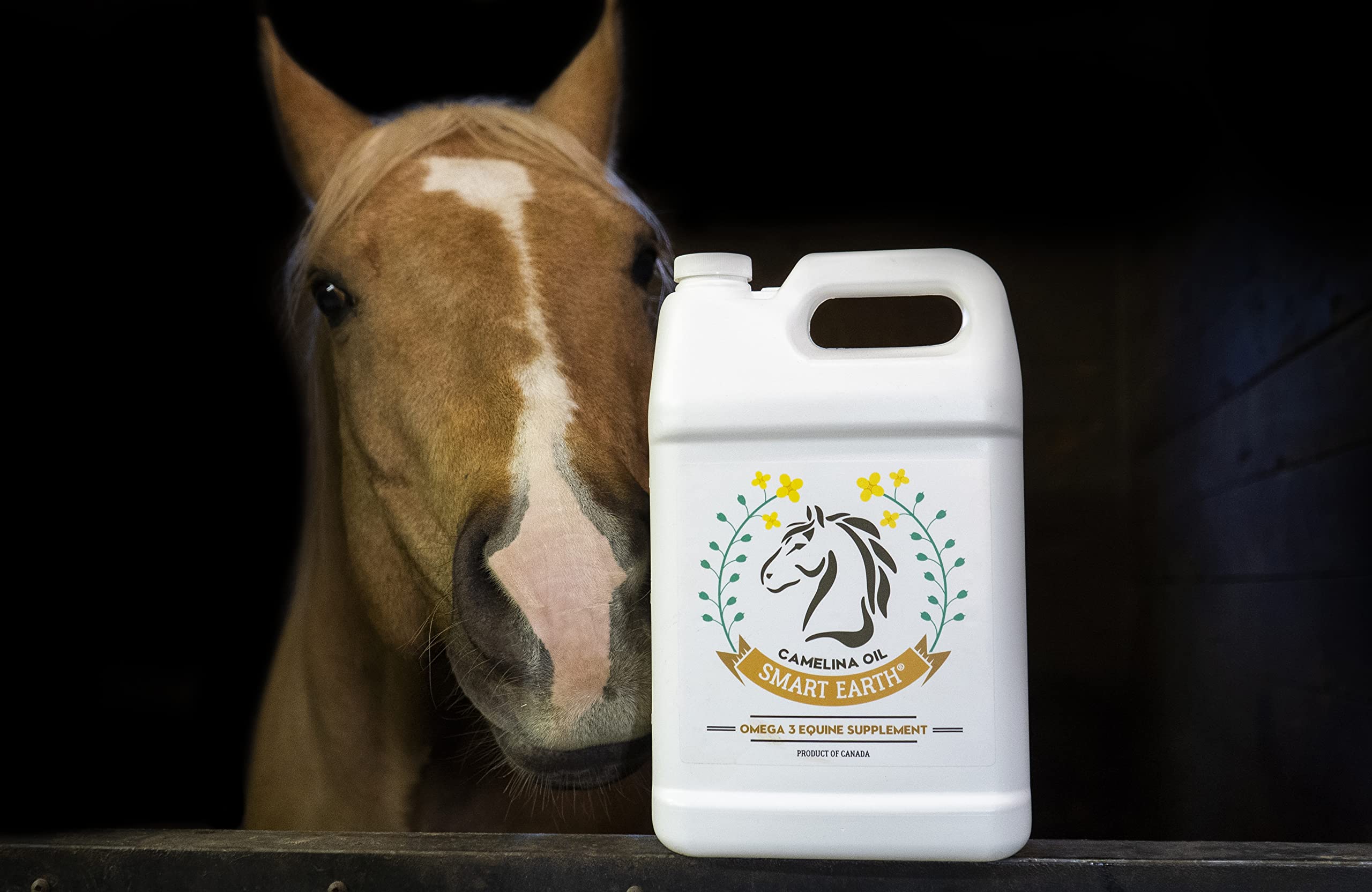 Smart Earth camelina oil on horse coat illustrating natural shine