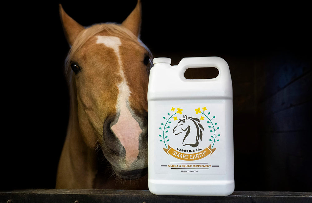 Smart Earth camelina oil on horse coat illustrating natural shine