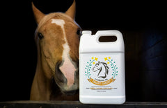 Smart Earth camelina oil on horse coat illustrating natural shine