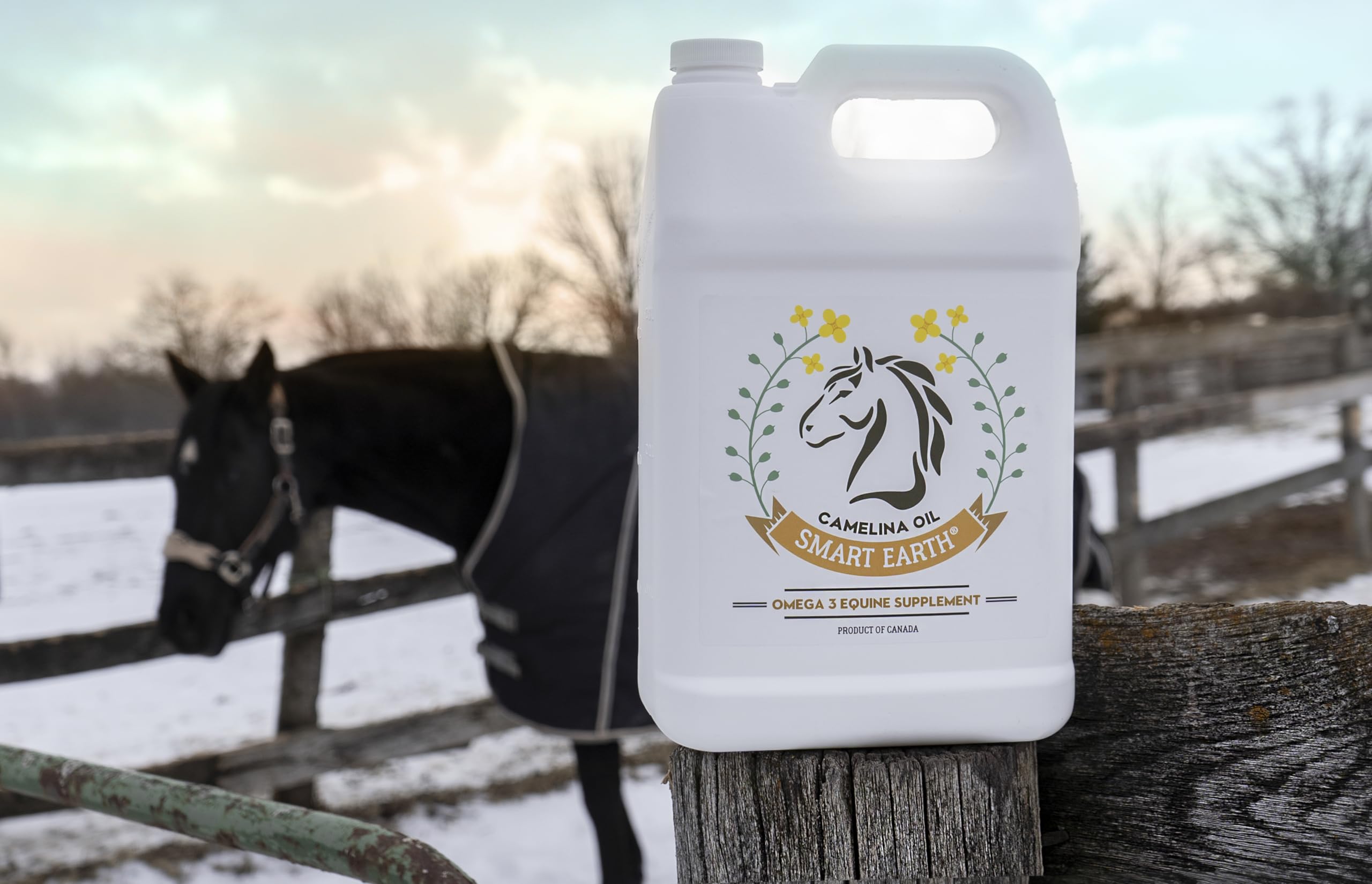 Smart Earth camelina oil being added to feed for weight gain support