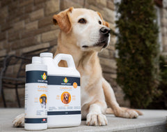 Smart Earth Camelina Oil for Dogs glossy coat after application.