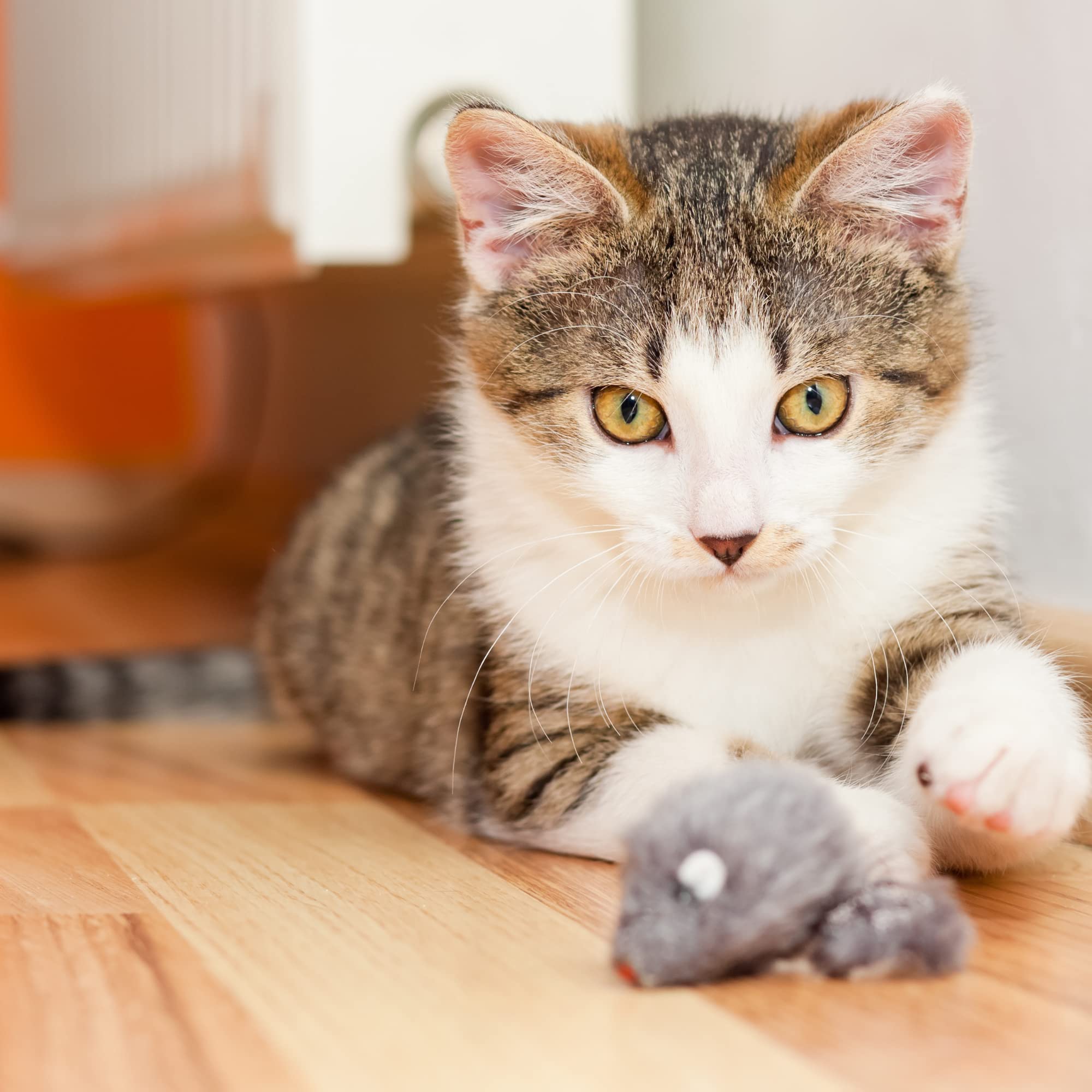 Kittens enjoy chasing Smokey's Stash rabbit fur mice during play.
