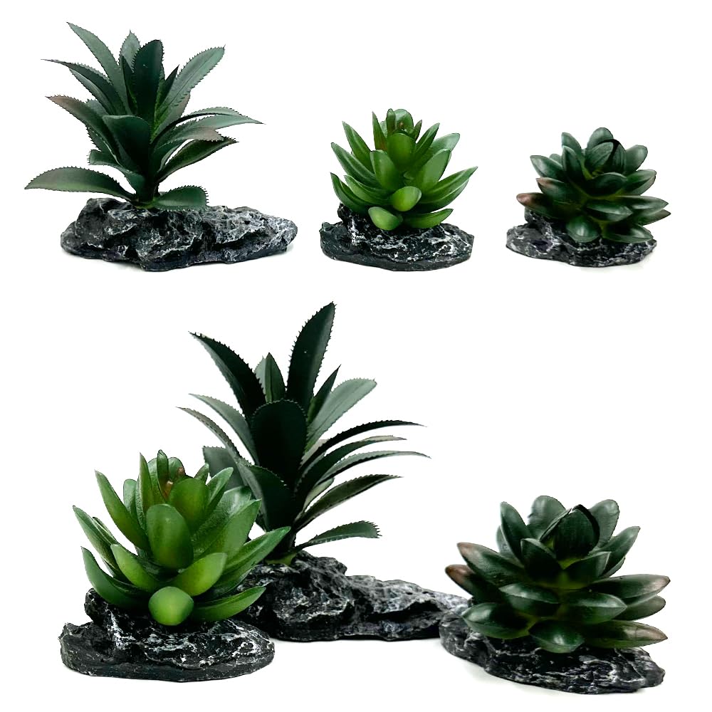 Smoothedo-Pets dark-green-3pcs succulent like foliage adds texture to habitats.
