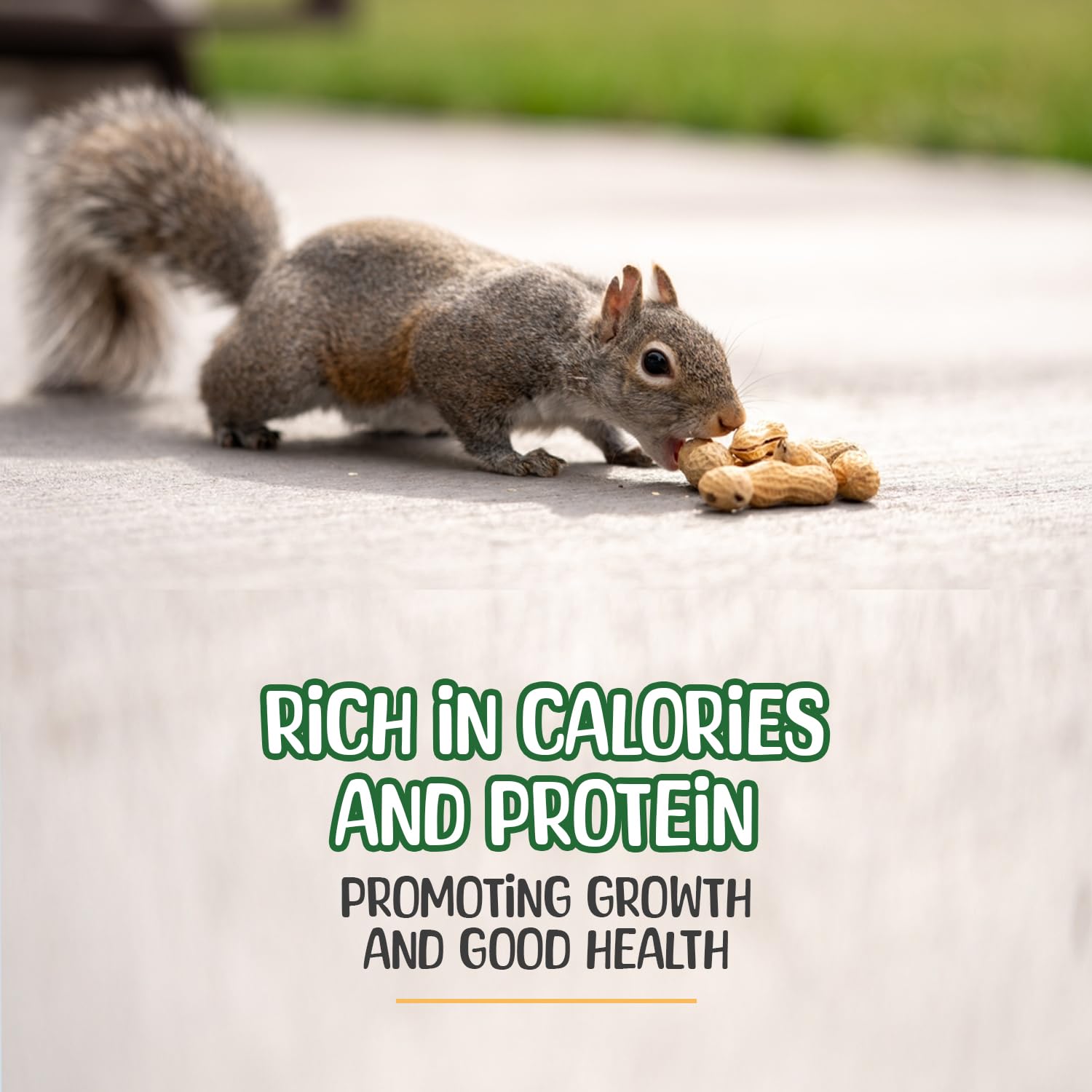 Animal-grade Sneaky Mango peanuts used at outdoor feeders.