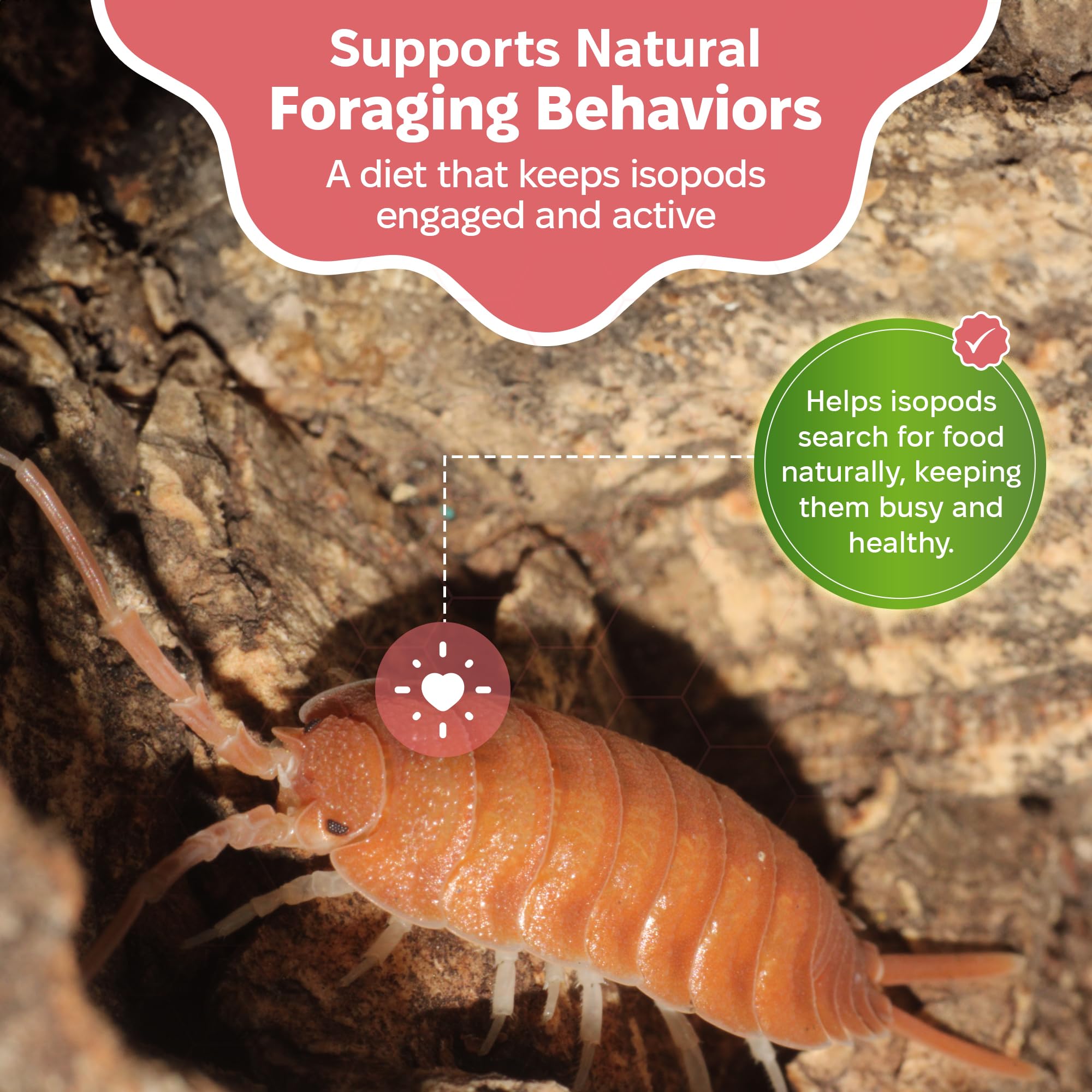 Snout and Shell isopods enjoying Garden Foraging Blend in their habitat