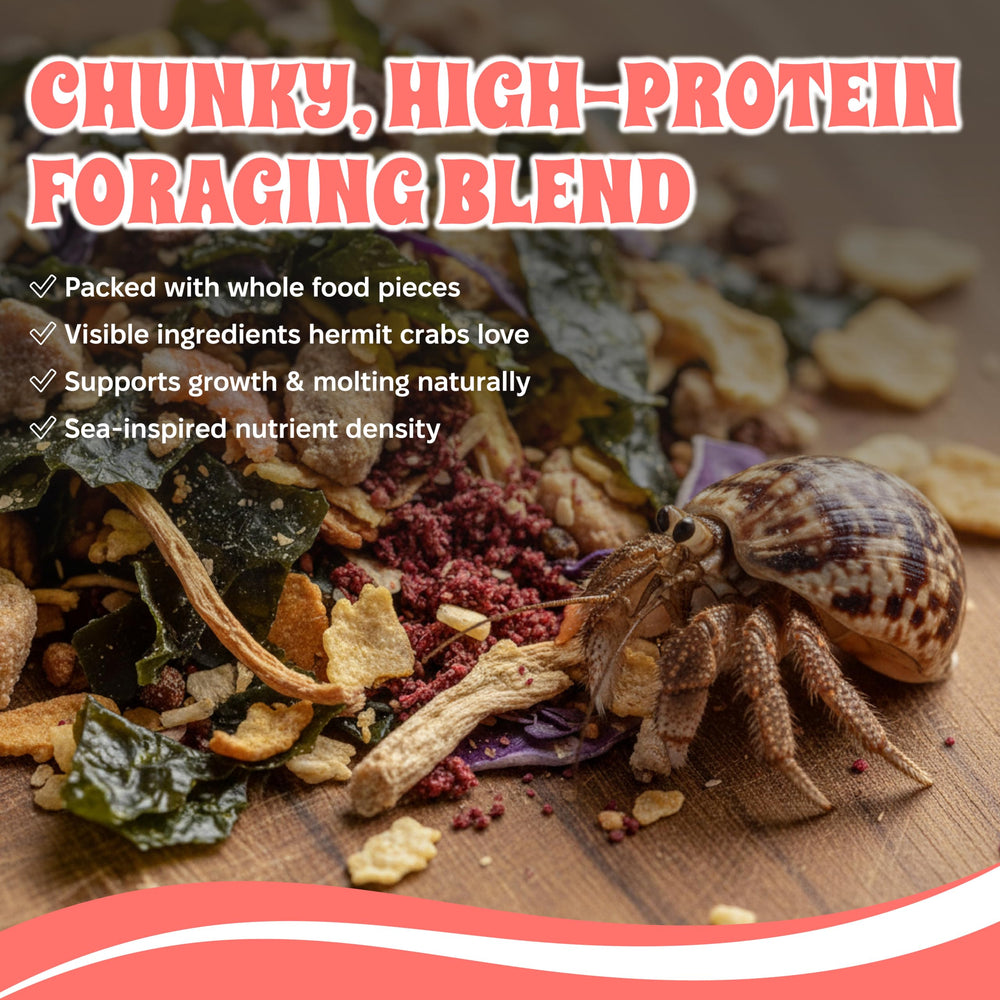 Hermit crab foraging with Snout and Shell Tidepool blend supporting natural feeding behavior.