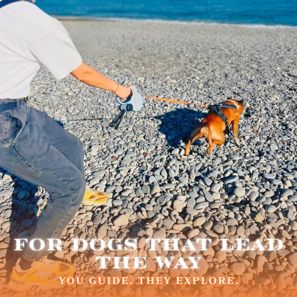 Snuggle Paws leash supports dogs up to 66 lbs for versatile use.