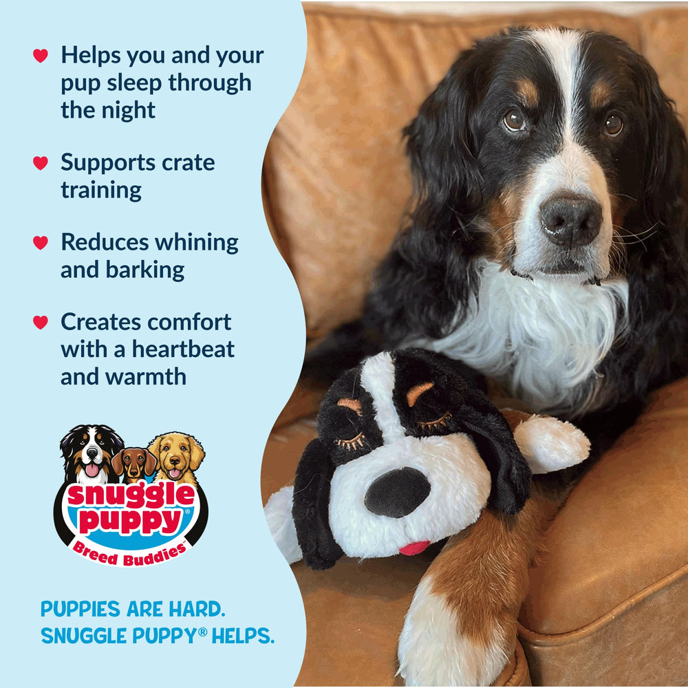 Snuggle Puppy Bernese Mountain Dog appearance provides visual comfort.