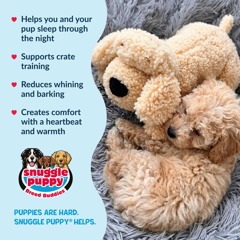 Snuggle Puppy breed-buddy doodle appearance resembles Goldendoodle.