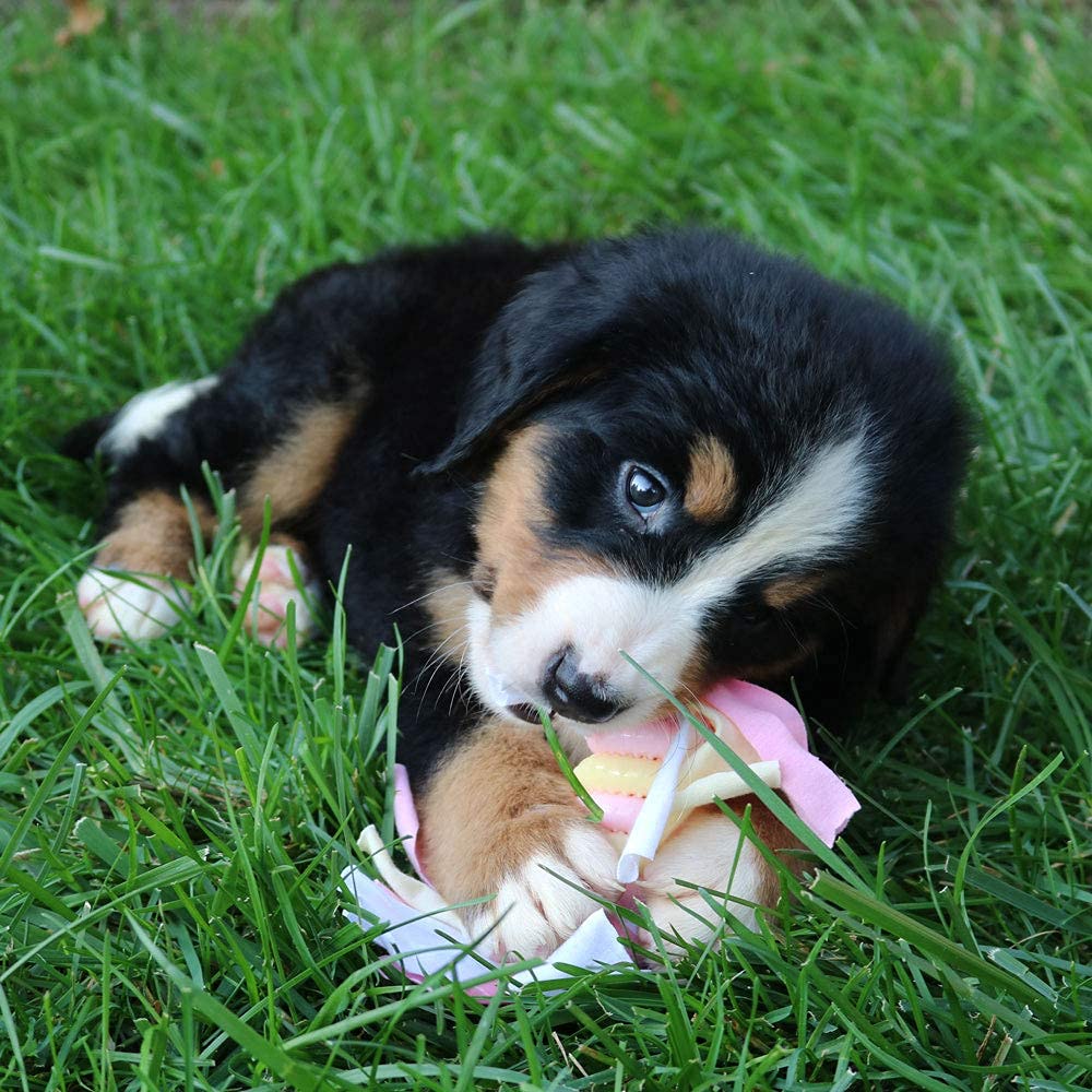 Snuggle Puppy complete starter kit supports a gentle puppy settling