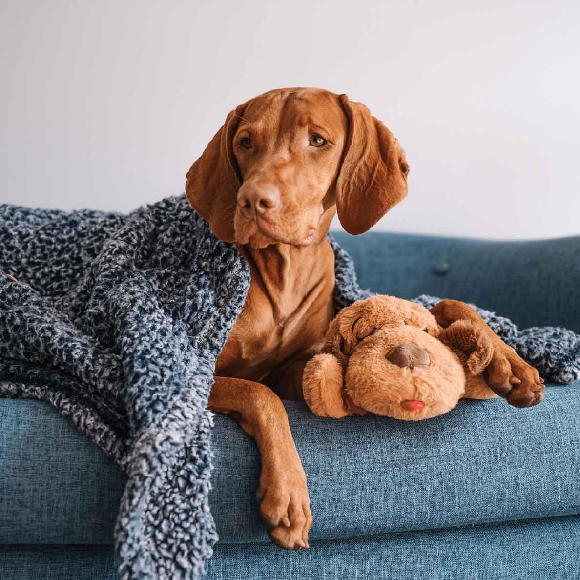 Snuggle Puppy heat packs provide warmth to ease crate training and bedtime relaxation.