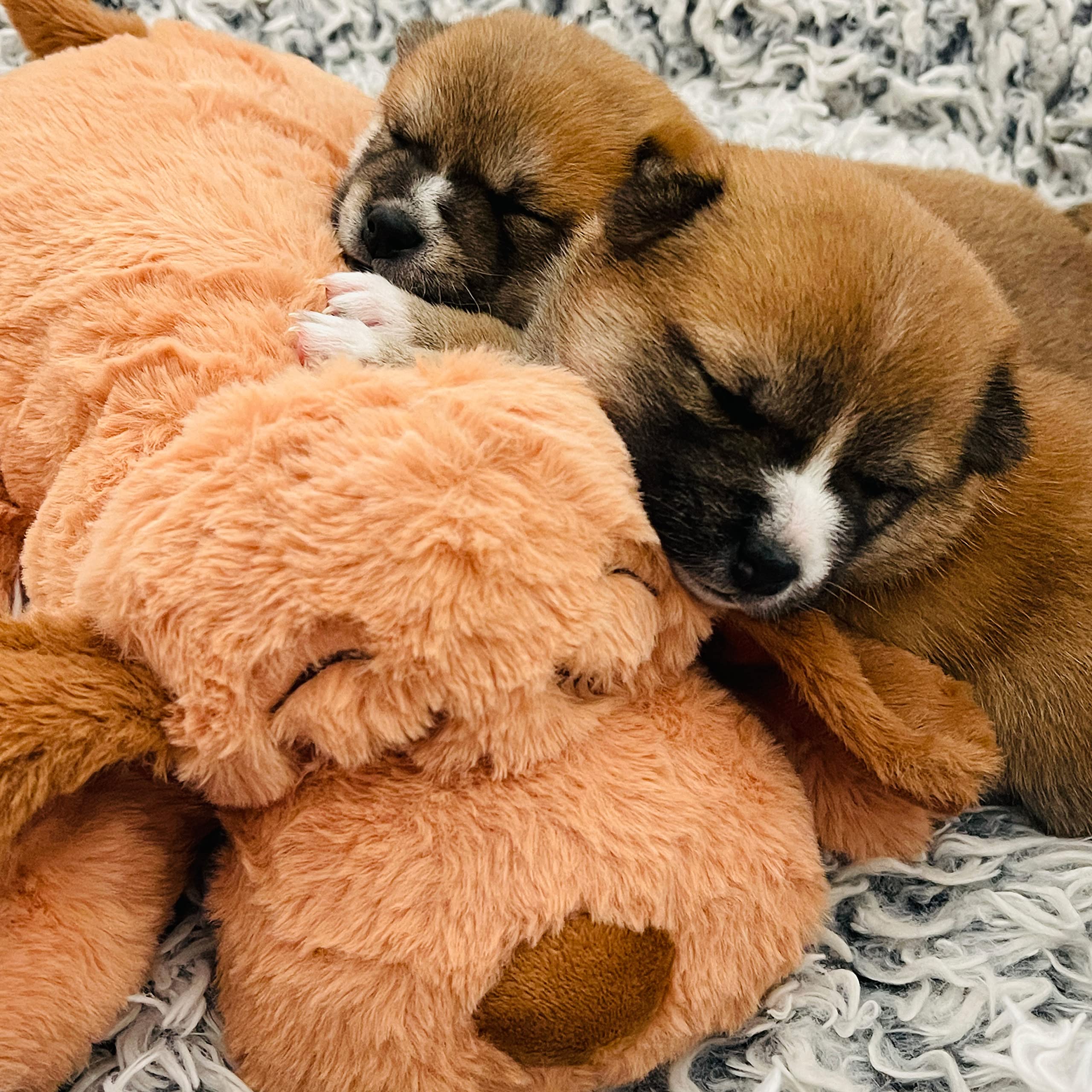 Snuggle Puppy crate training aid during naps and quiet moments
